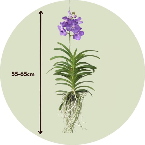 Vanda orkidé - Vanda 'Magic Royal Blue' - Højde 55-65cm