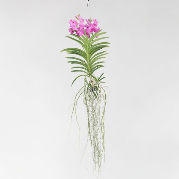 Vanda orkidé - Vanda 'Pink' - Höjd 45-55cm