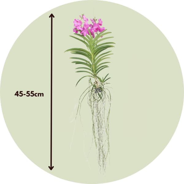 Vanda orkidé - Vanda 'Pink' - Höjd 45-55cm
