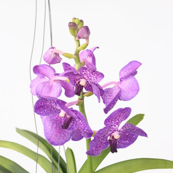 Vanda orkidé - Vanda 'Blue' - Højde 45-55cm - ⌀12cm