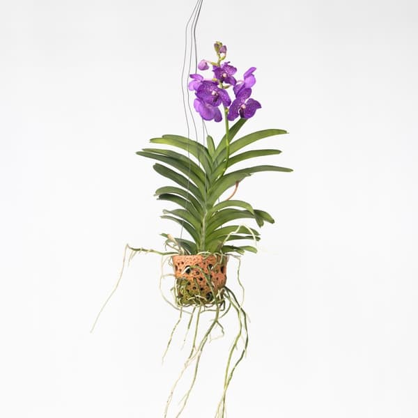 Vanda orkidé - Vanda 'Blue' - Højde 45-55cm - ⌀12cm