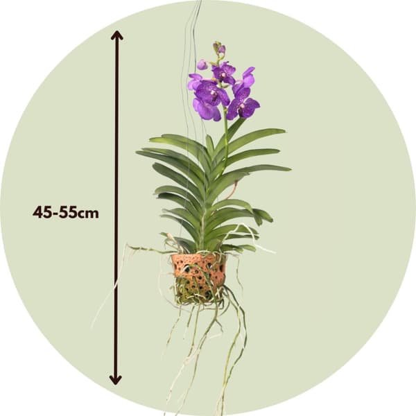 Vanda orkidé - Vanda 'Blue' - Højde 45-55cm - ⌀12cm