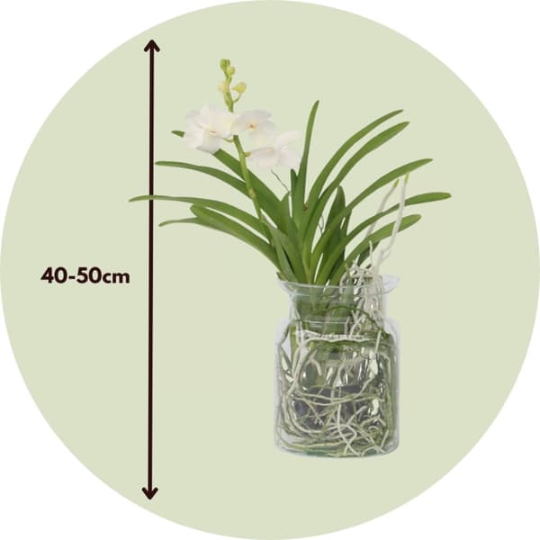 Vanda orkidé - Vanda 'White' - Höjd 40-50cm - ⌀14cm