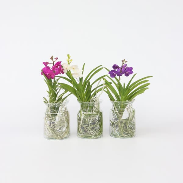 Vanda orkidé - Vanda 'Blue' - Højde 40-50cm - ⌀14cm