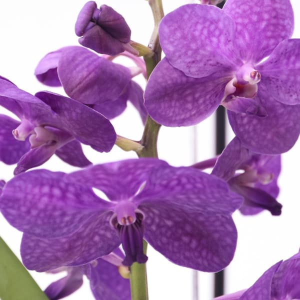 Vanda orkidé - Vanda 'Blue' - Højde 40-50cm - ⌀14cm