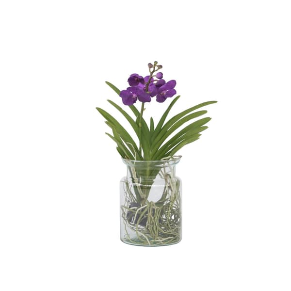 Vanda orkidé - Vanda 'Blue' - Höjd 40-50cm - ⌀14cm