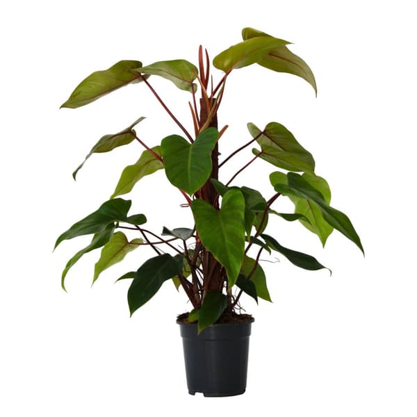 Filodendron - Philodendron 'imperial red' - Höjd 50cm - ⌀19cm