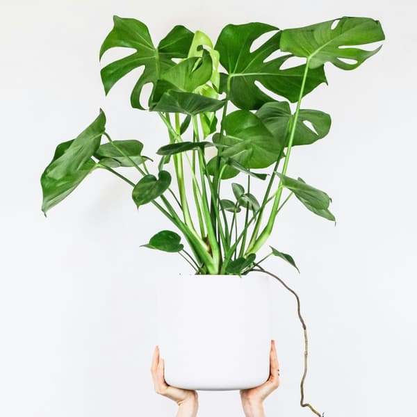Fingerphilodendron - Monstera deliciosa - Højde 70-80cm - ⌀21cm