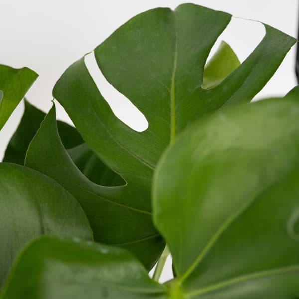 Fingerphilodendron - Monstera deliciosa - Højde 70-80cm - ⌀21cm