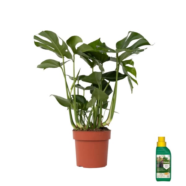 Hålväxt - Monstera deliciosa - Höjd 70-80cm - ⌀21cm