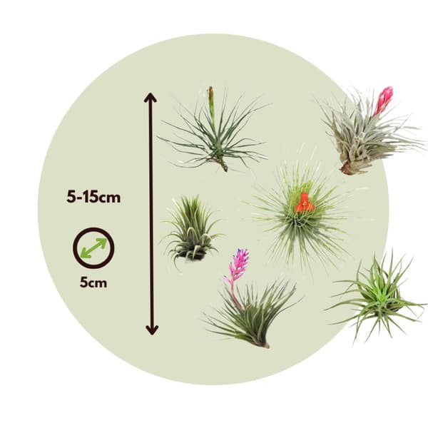 Luftväxt - Set om 12 - Tillandsia - Höjd 5-15cm - ⌀5cm