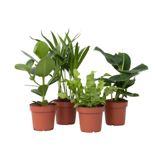 Krukväxter 'Gröna kvartetten' - Set om 4 - Höjd 25-40cm - ⌀12cm