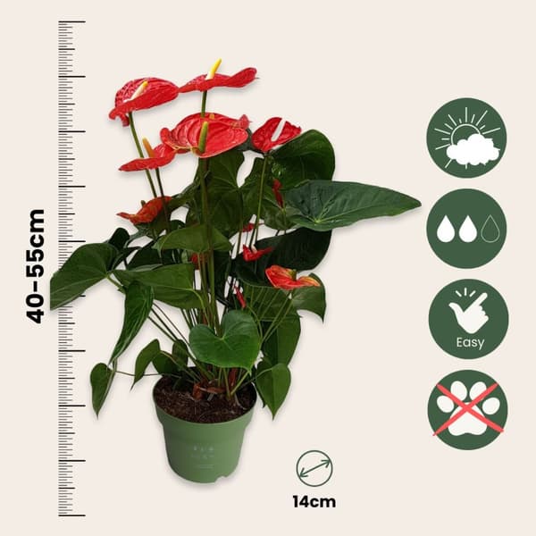 Rosenkalla - Anthurium 'Madural Red' - Höjd 55-70cm - ø17cm