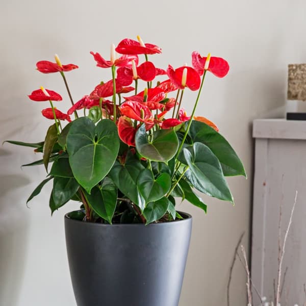 Rosenkalla - Anthurium 'Madural Red' - Höjd 40-45cm - ø14cm