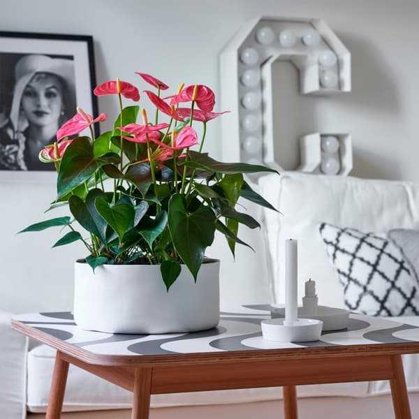 Flamingoblomst - Anthurium 'Maine Pink' - Højde 55-70cm - ø17cm