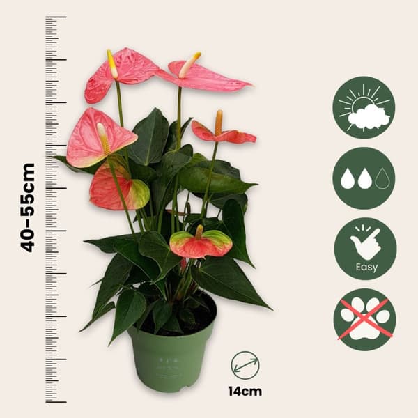 Rosenkalla - Anthurium 'Colorado Pink' - Höjd 40-55cm - ø14cm