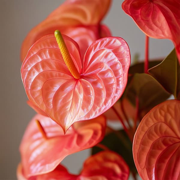 Rosenkalla - Anthurium 'Madural Orange' - Höjd 55-70cm - ø17cm