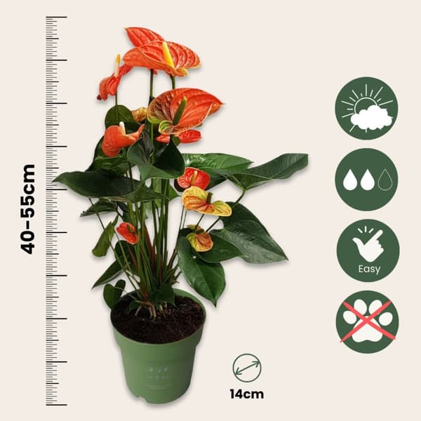 Rosenkalla - Anthurium 'Madural Orange' - Höjd 55-70cm - ø17cm