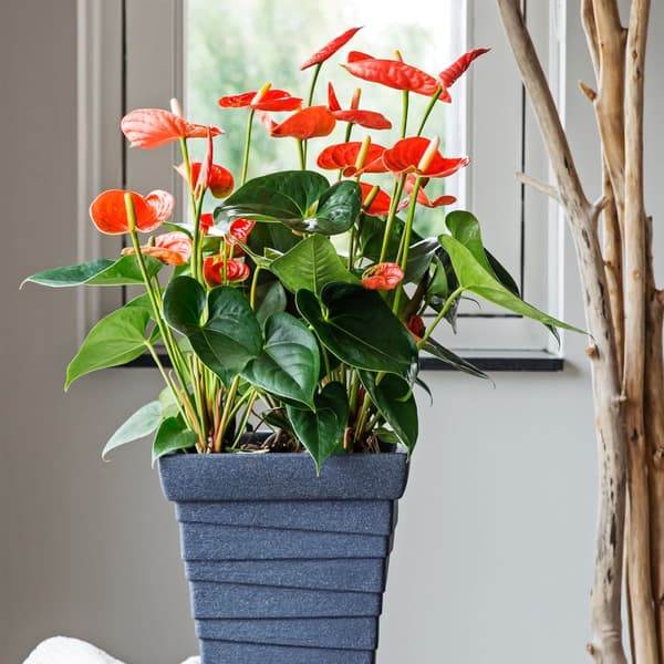 Rosenkalla - Anthurium 'Madural Orange' - Höjd 40-55cm - ø14cm