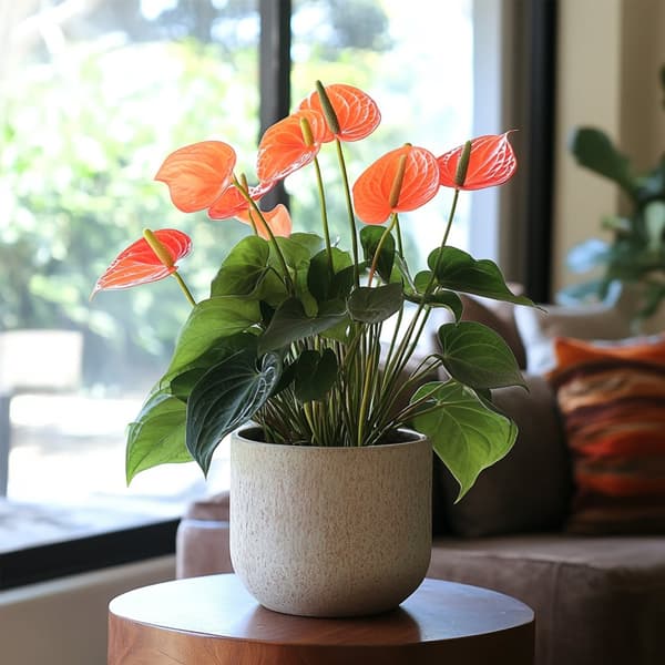 Rosenkalla - Anthurium 'Madural Orange' - Höjd 40-55cm - ø14cm