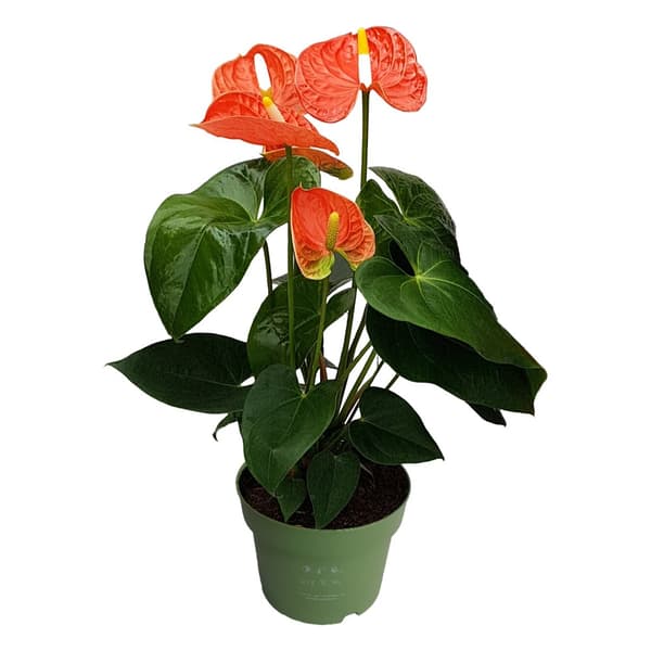 Rosenkalla - Anthurium 'Madural Orange' - Höjd 40-55cm - ø14cm