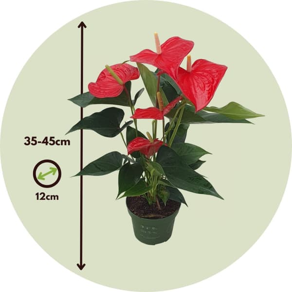 Rosenkalla - Anthurium 'Royal Champion' - Höjd 35-45cm - ø12cm