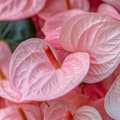 Pikkukuva 5 / 6: Anthurium - 'Sweet Dream' - Korkeus 35-45cm - ⌀12cm