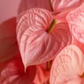 Pikkukuva 6 / 6: Anthurium - 'Sweet Dream' - Korkeus 35-45cm - ⌀12cm