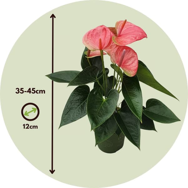 Anthurium - 'Sweet Dream' - Korkeus 35-45cm - ⌀12cm