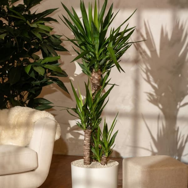 Elefantfod - Yucca elephantipes - Højde 130-140cm - ⌀24cm