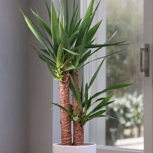 Elefantfod - Yucca elephantipes - Højde 130-140cm - ⌀24cm