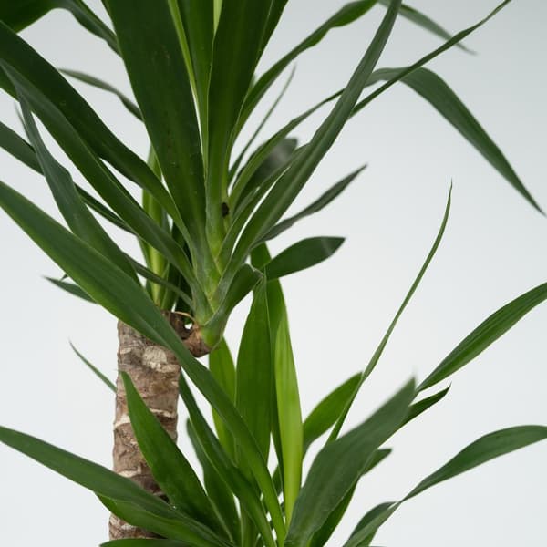 Elefantfod - Yucca elephantipes - Højde 130-140cm - ⌀24cm