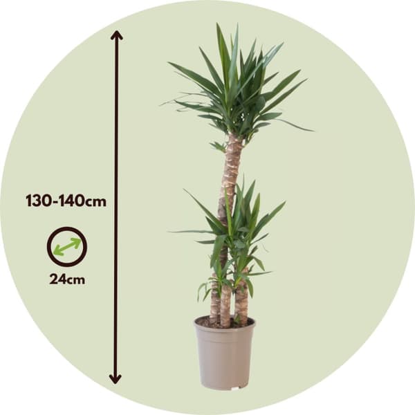 Elefantfod - Yucca elephantipes - Højde 130-140cm - ⌀24cm