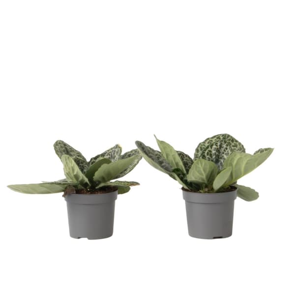 Kornettblomssläktet - Set om 2 - Streptocarpus - Höjd 25-35cm - ⌀13cm