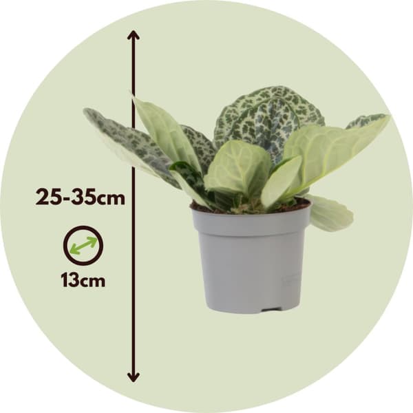 Spiralfrugt - Streptocarpus 'Pretty Turtle' - Højde 25-35cm - ⌀13cm