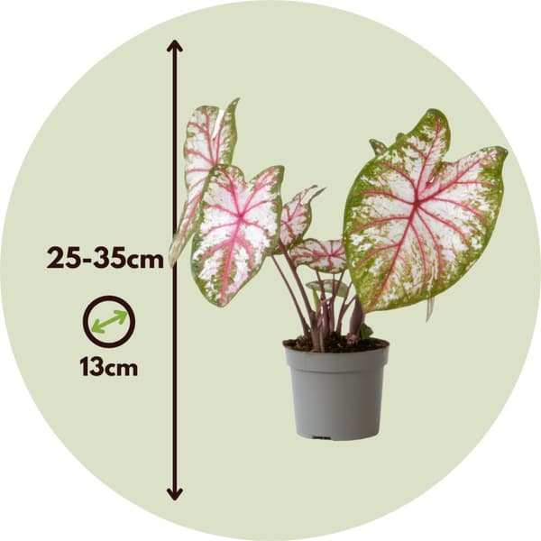 Kaladium - Set om 2 - Caladium 'Tapestry' - Höjd 25-35cm - ⌀13cm
