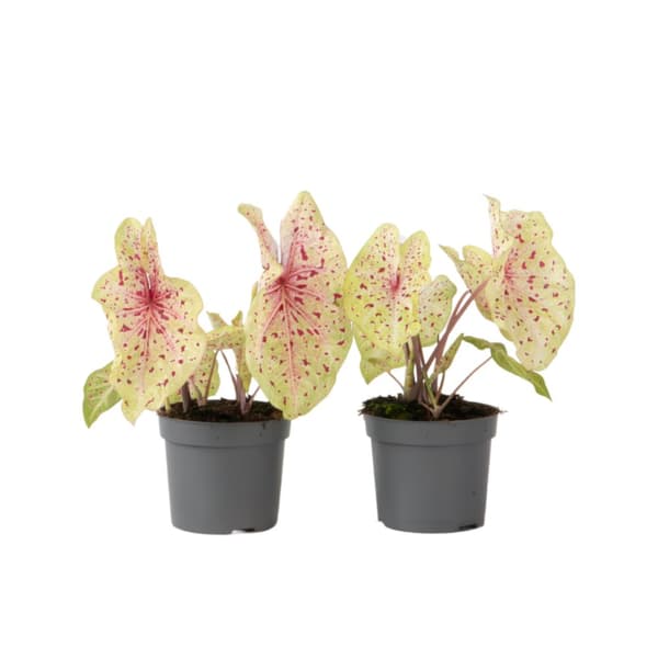 Kaladium - Set om 2 - Caladium 'Miss Muffet' - Höjd 25-40cm - ⌀12cm