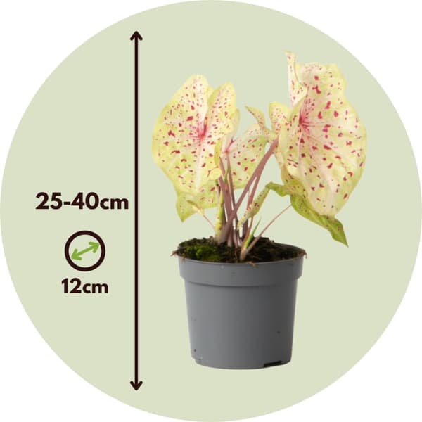 Elefantøre - Caladium 'Miss Muffet' - Højde 25-40cm - ⌀12cm