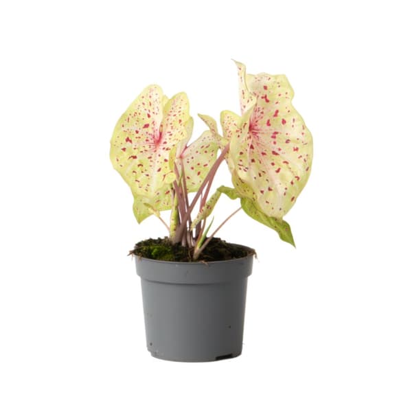 Kaladium - Caladium 'Miss Muffet' - Höjd 25-40cm - ⌀12cm