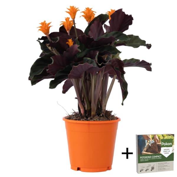Kalatea Eviga Flamman - Calathea crocata 'Tassmania' - Höjd 40-50cm - ⌀14cm