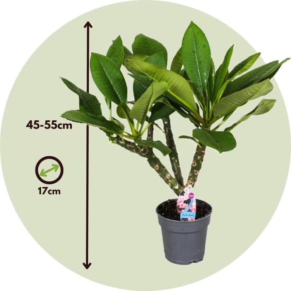 Hawaiiansk frangipani + växtmat - Plumeria rubra - Höjd 45-55cm - ⌀17cm