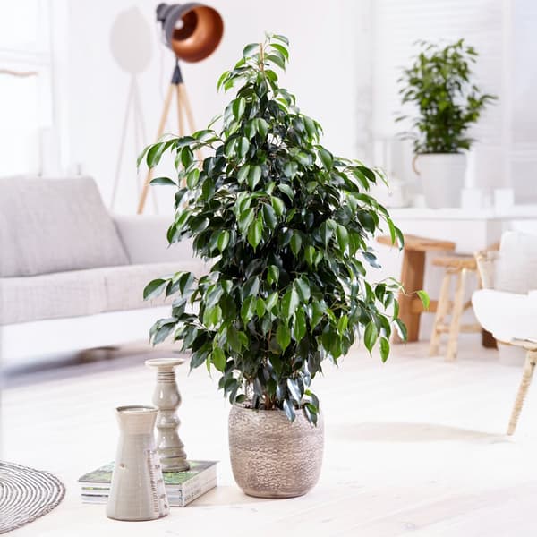 Ficus - Ficus benjamina 'Danielle' - Højde 100-110cm - ⌀21cm