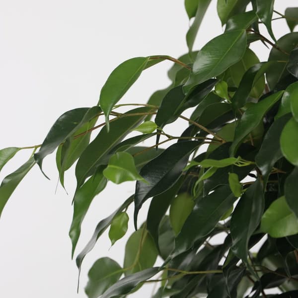 Ficus - Ficus benjamina 'Danielle' - Højde 100-110cm - ⌀21cm