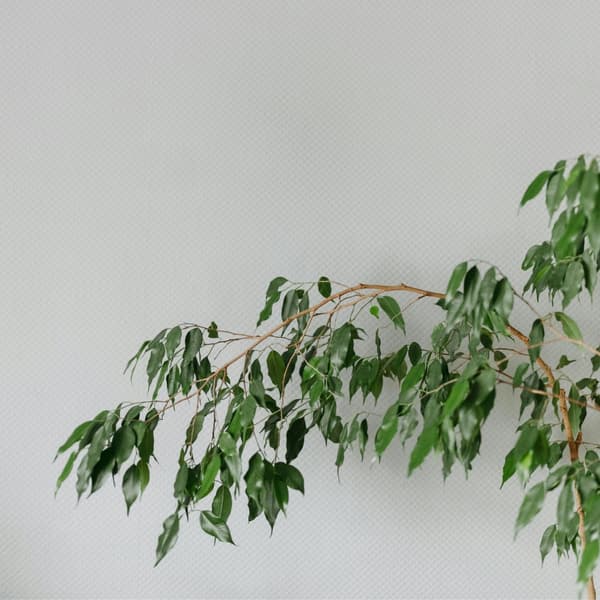 Ficus - Ficus benjamina 'Danielle' - Højde 100-110cm - ⌀21cm