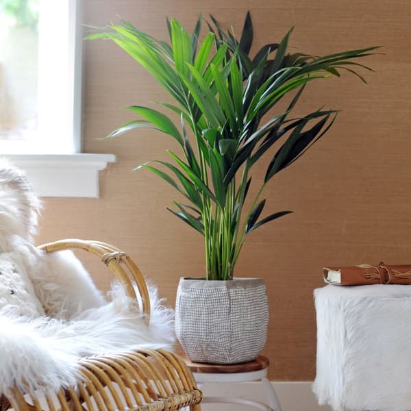 Kentia-palm - Howea forsteriana - Korkeus 90-100cm - ⌀18cm