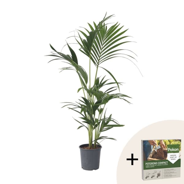 Förmakspalm - Howea forsteriana - Höjd 90-100cm - ⌀18cm