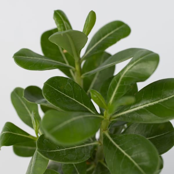 Ökenros - Set om 2 - Adenium obesum - Höjd 25-40cm - ⌀10,5cm