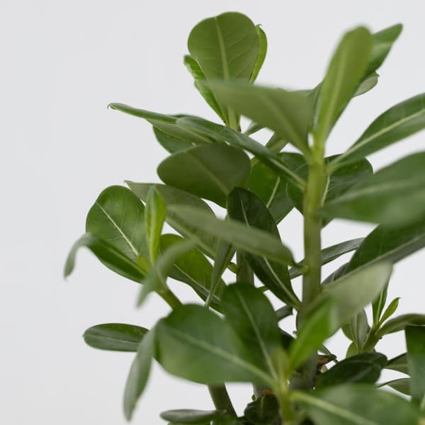 Ökenros - Set om 2 - Adenium obesum - Höjd 25-40cm - ⌀10,5cm