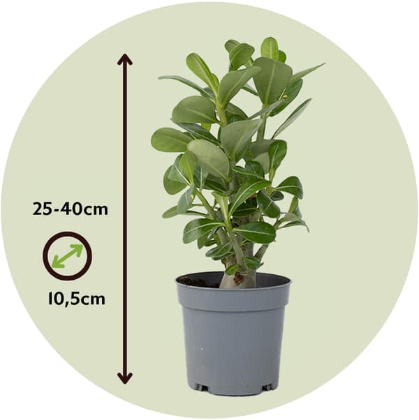 Ökenros - Set om 2 - Adenium obesum - Höjd 25-40cm - ⌀10,5cm