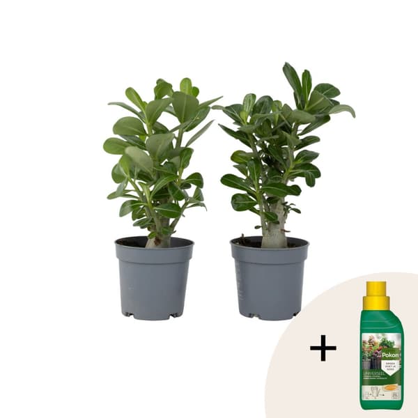 Ökenros - Set om 2 - Adenium obesum - Höjd 25-40cm - ⌀10,5cm